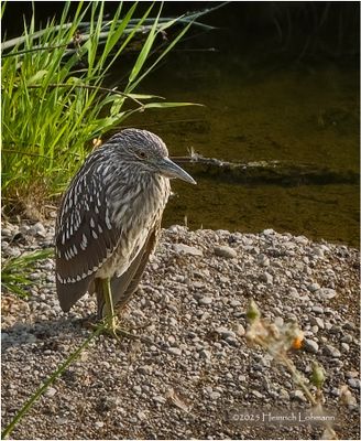 Birds and other critters