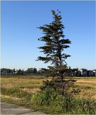 IMG_4099-Airdrie.jpg