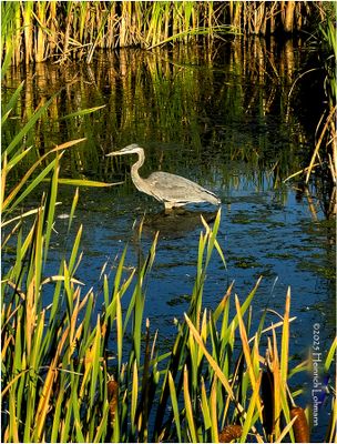 Birds and other critters