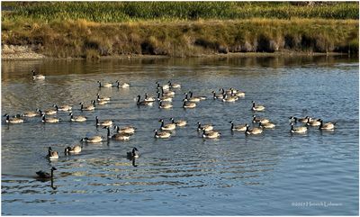 IMG_4273-Canada Geese.jpg