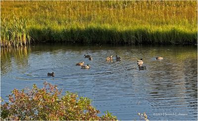 IMG_4139-Airdrie.jpg