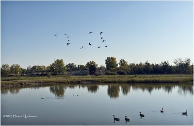 IMG_4196-Canada Geese.jpg
