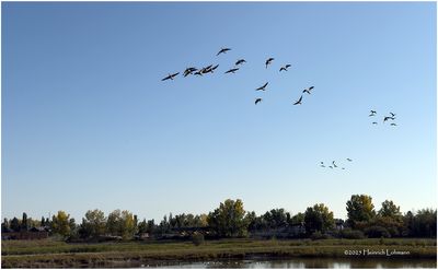 IMG_4217-Canada Geese.jpg