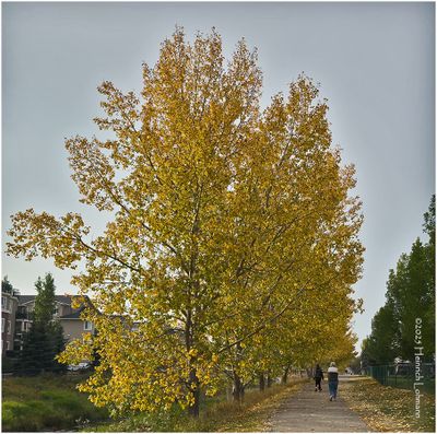 IMG_4581a-Airdrie.jpg