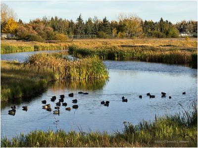 IMG_4811-Airdrie.jpg