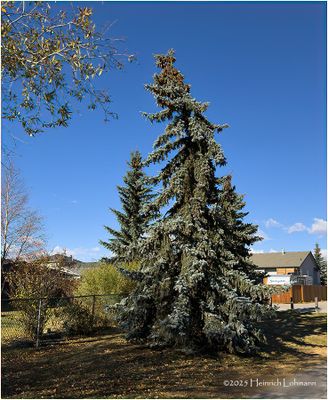 IMG_4964- Airdrie.jpg