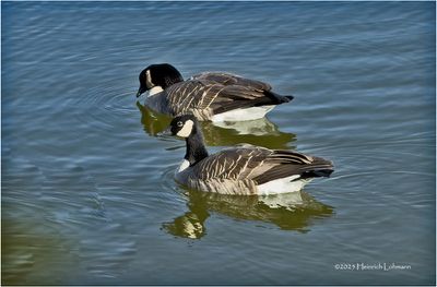 IMG_4960-Canada Geese.jpg