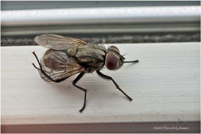 Birds and other critters