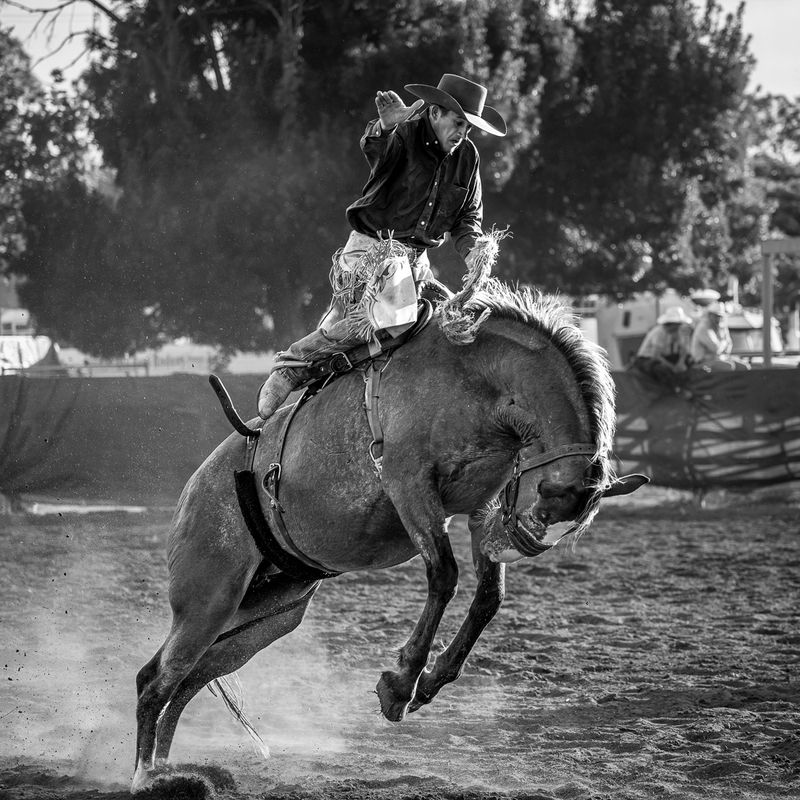 106] Bucking Bronc Cassilis