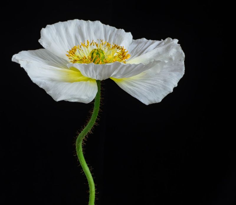 143] Portrait of a Poppy