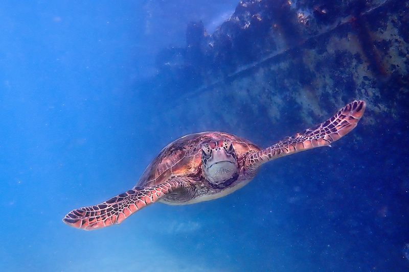 151] Turtle and Wreck