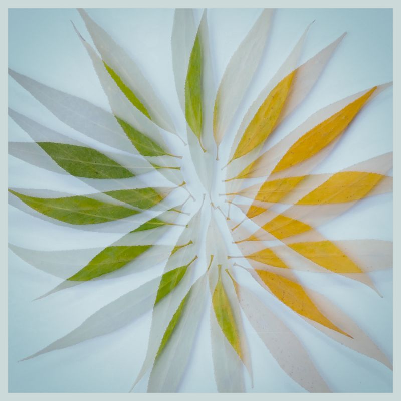 155] Leaf Study IV