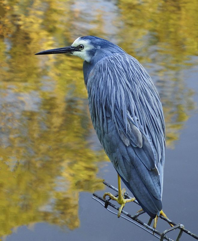 Waiting For a Feed<br><h4>*Credit*</h4>