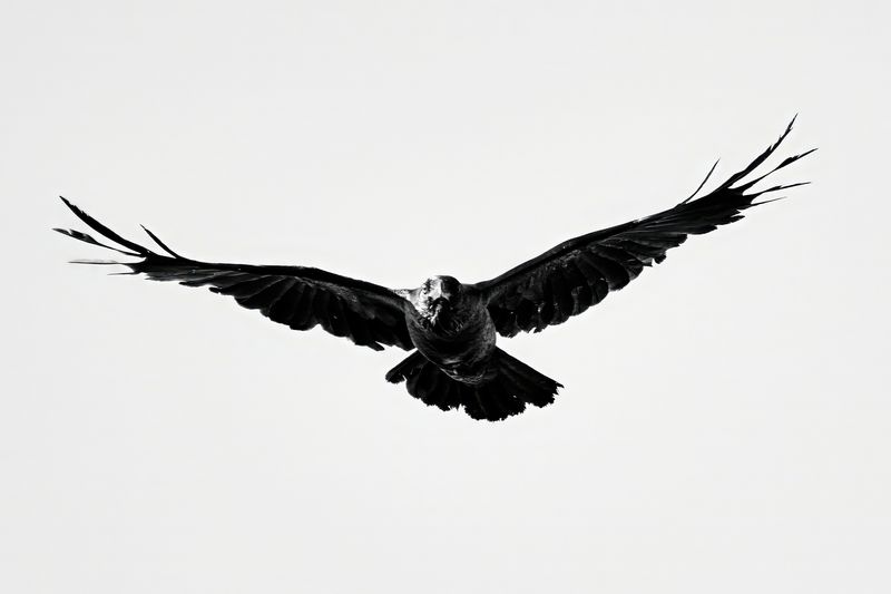 Raven Flyover