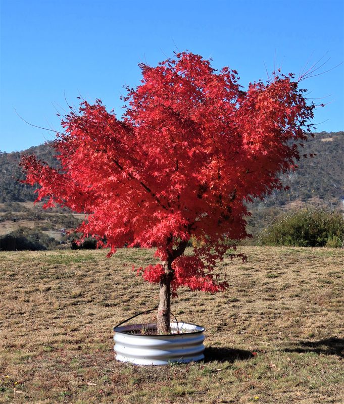 Autumns Beauty