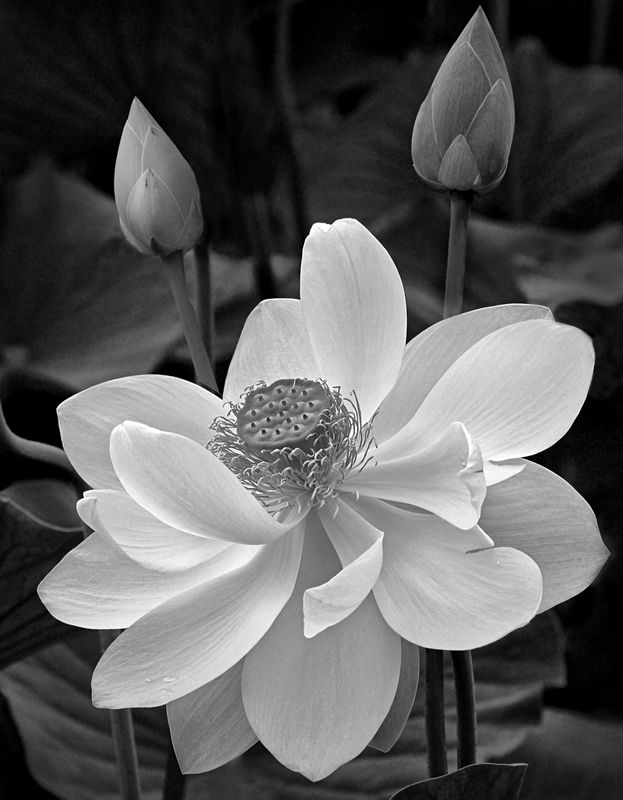 Lotus<br><h4>*Merit*</h4>
