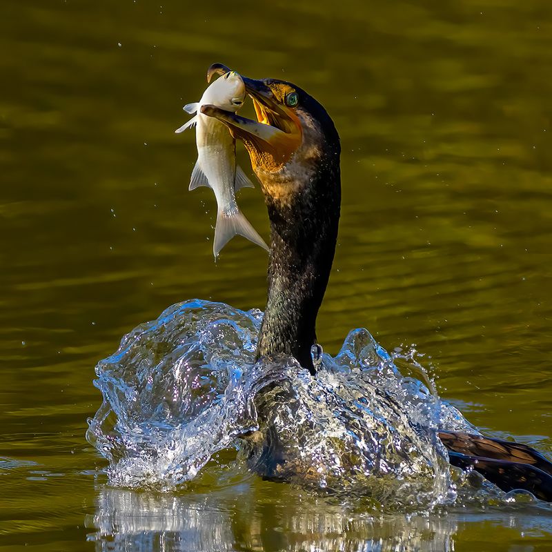 Good Hunting