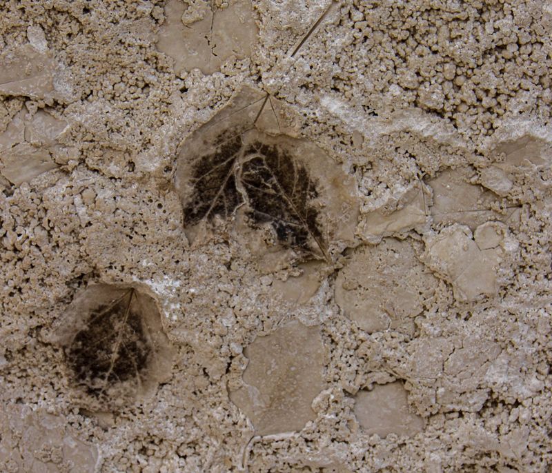Fossil in Stone