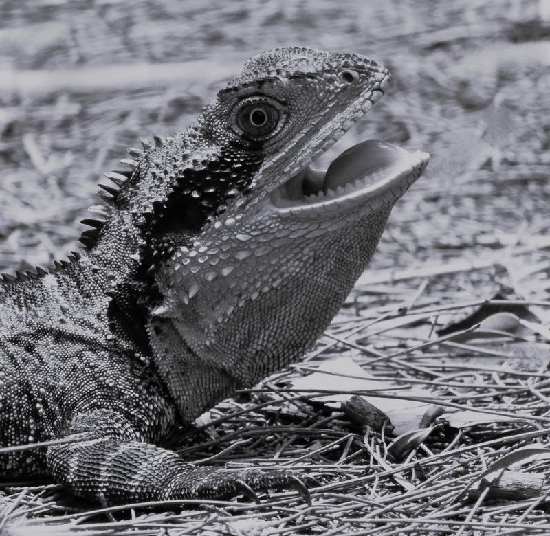Lizard<br><h4>*Credit*</h4>