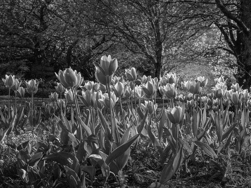 Tulip Time<br><h4>*Credit*</h4>