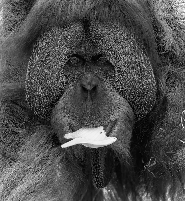 The Thinker<br><h4>*Credit*</h4>