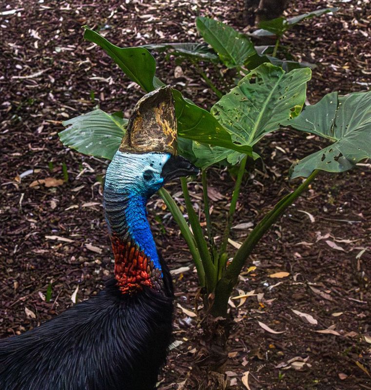 Cassowary 1