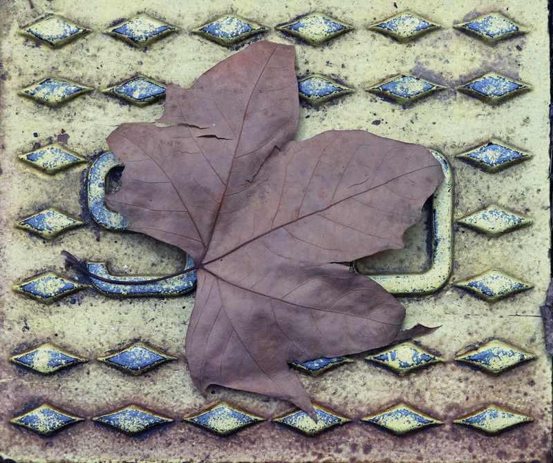 Fallen Leaf<br><h4>*Credit*</h4>
