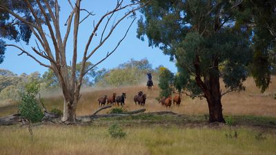 .Man from Snowy River*Merit*