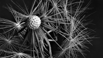 z.Dandelion Clock*Merit*