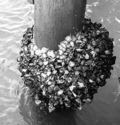 Opened Oyster Shells
