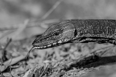 .Goanna Sniffing*Merit*