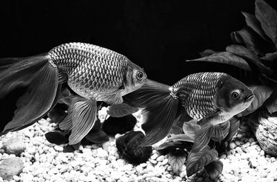 Gold Fish*Credit*