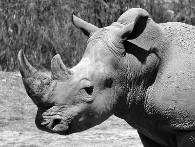 Rhino