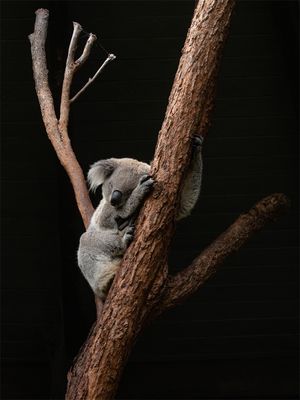 .Sleeping Koala
