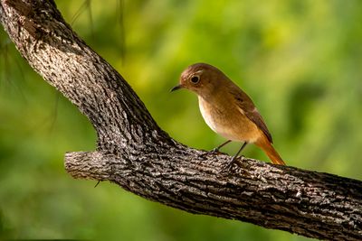 Bird on Branch