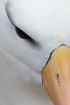 Black Browed Albatross