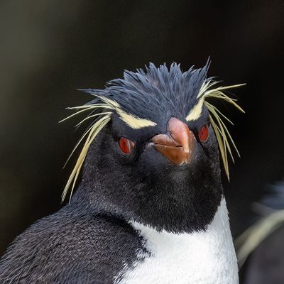 Rock Hopper*Merit*