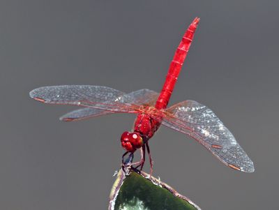 Scarlet Percher