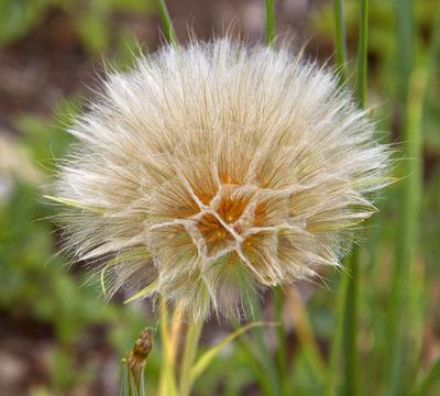 Seed Pod*Credit*