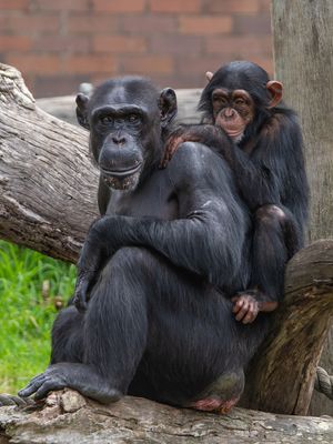 Staying Close to Mum*Credit*