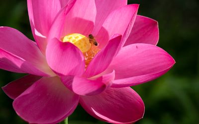 Water Lily