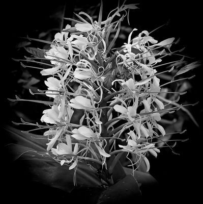 Ginger Plant v2