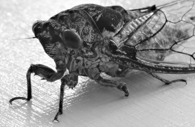 z.Cicada (2)