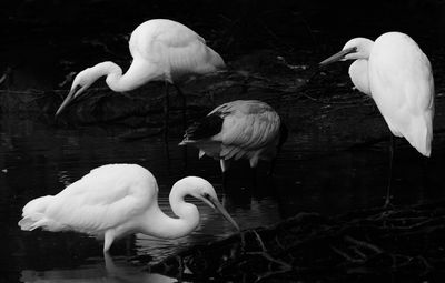 .Surrounded