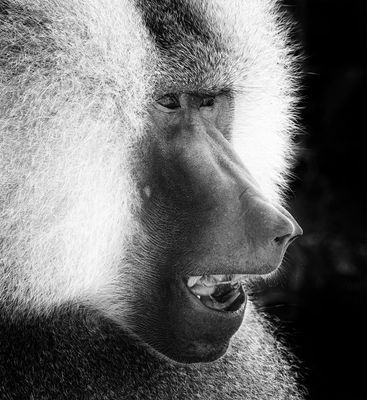 Baboon