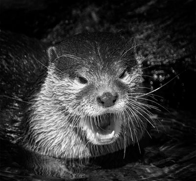 Otter*Credit*
