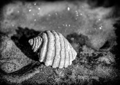 Shell & Glistening Salt*Credit*