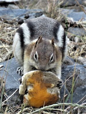 Hungry Squrril*Credit*
