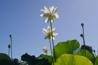 Lotus Flowers*Merit*