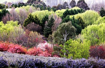 Mixed Colours